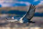 A sandhill crane flies over Bosque del Apache NWR, New Mexico, where they spend the winter months. Art Print